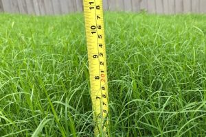 Red Oak – keep grass cut to 6 inches or less and to please refrain from clippings in the street