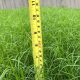 Red Oak – keep grass cut to 6 inches or less and to please refrain from clippings in the street