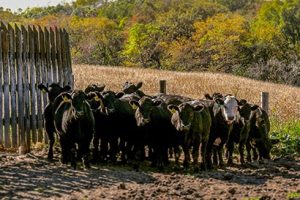 Boots in the Barn Beef Series Starts Nov. 17 in Malvern