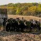 Boots in the Barn Beef Series Starts Nov. 17 in Malvern