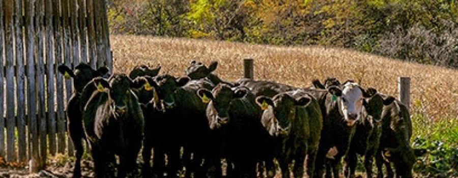 Boots in the Barn Beef Series Starts Nov. 17 in Malvern